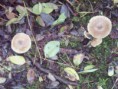 /album/integratie-3kk-1l/herfstwandeling-2-294-jpg/